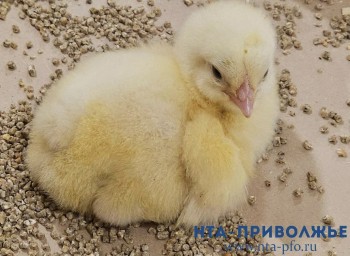 Вакцинация домашней птицы началась в Кировской области