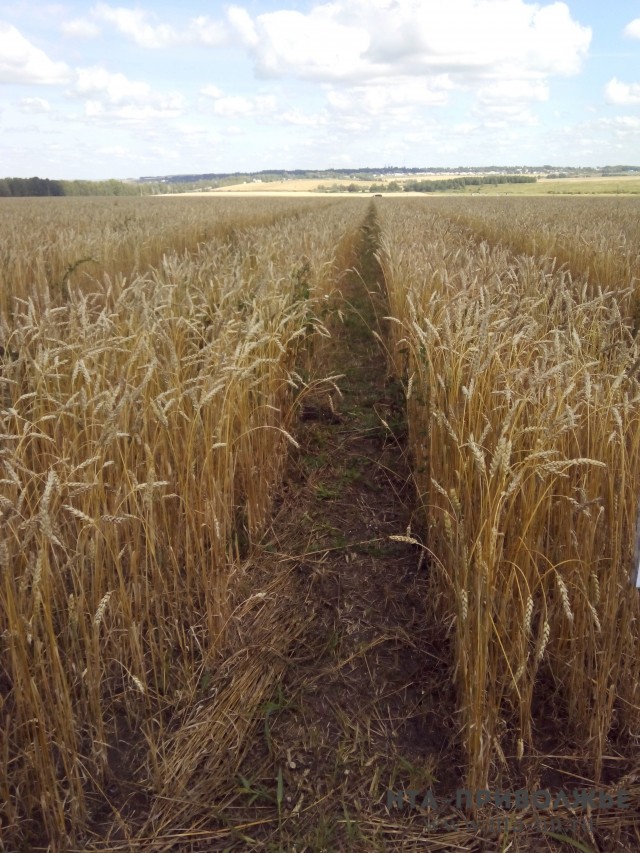 Более полумиллиона тонн зерна собрано в Нижегородской области с начала уборочной кампании