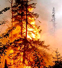 В Нижегородской области зафиксировано 8 действующих очагов лесных пожаров 