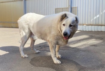 Волонтёры ищут дом похудевшему почти на 50 кг. псу Кругетсу