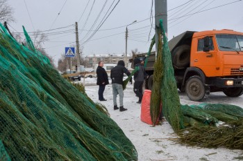 Первые факты незаконной торговли елками выявлены в Нижнем Новгород