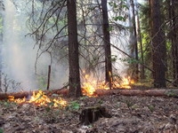 В Нижегородской области  за прошедшие сутки зарегистрирован один лесной пожар 
