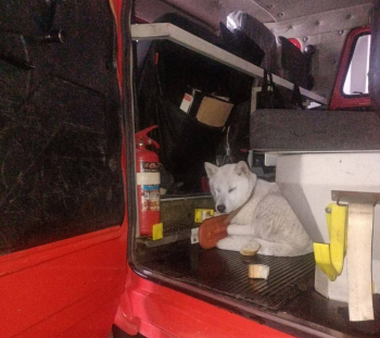 Мужчина спас провалившуюся под лед собаку в Нижегородской области
