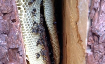 Гранулы пчелиного воска начали выпускать в Башкирии