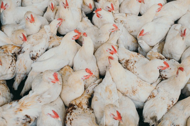 Около 100 тыс. бройлеров погибло на птицефабрике в Татарстане