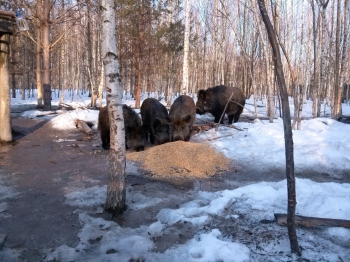 Кабанов в Нижегородской области пересчитали с помощью фотоловушек