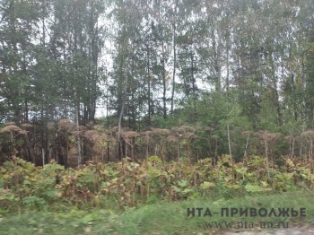 Штрафы за борщевик вводят в Нижегородской области