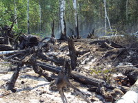 В Выксунском районе Нижегородской области восстановлено 170 га леса 
