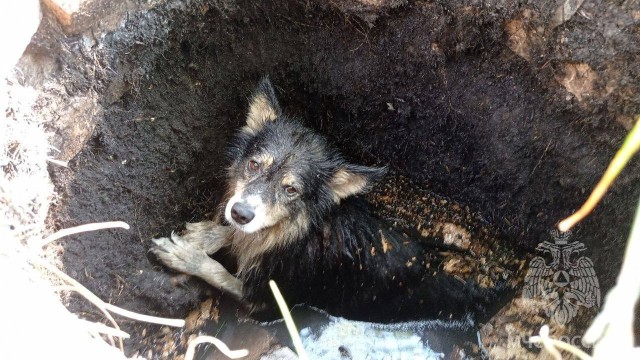 Пса спасли из люка с водой в Нижегородской области