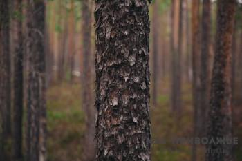 Нижегородская область внедряет новую концепцию лесопользования