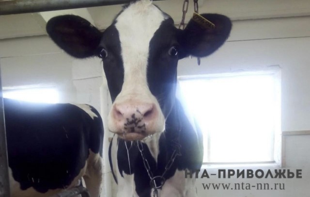 Нижегородский молочный завод №1 получит 79 млн рублей налоговых льгот