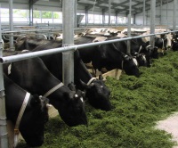 Нижегородская область получит более 12 млн. рублей из федерального бюджета в качестве субсидии на поддержку программы развития мясного скотоводства