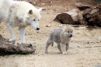Весенний беби-бум случился в нижегородском зоопарке "Лимпопо"