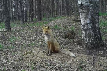 Ролик нижегородского Керженского заповедника &quot;Лиса у норы&quot; участвует в конкурсе &quot;Фотоловушка-2018&quot; (Видео)