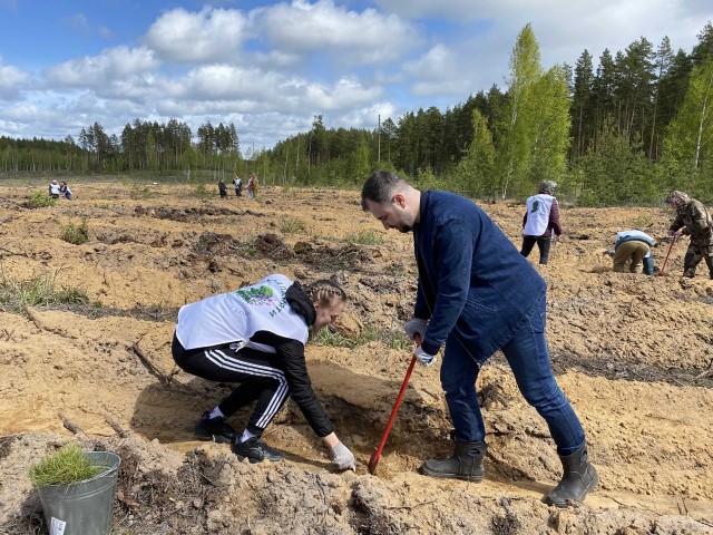 Более 300 тыс. хвойных деревьев высадили в Нижегородской области в рамках акции "Сад памяти"