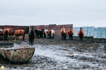 Более 10% российской конины производится в Чувашии