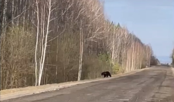 Медведя встретили на дороге в Ульяновской области (ВИДЕО)