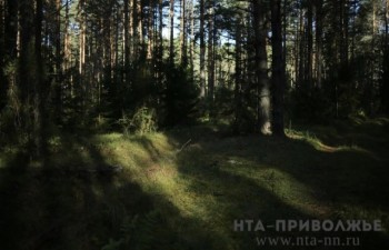 Посадки не менее 4 тыс.га лесов запланированы в Саратовской области на 2026 год