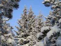 Нижегородский департамент лесного хозяйства в декабре выявил 7 случаев незаконной вырубки хвойных деревьев 