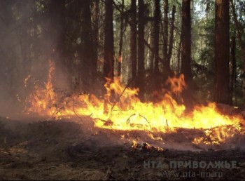Особый противопожарный режим установлен в саратовских лесах