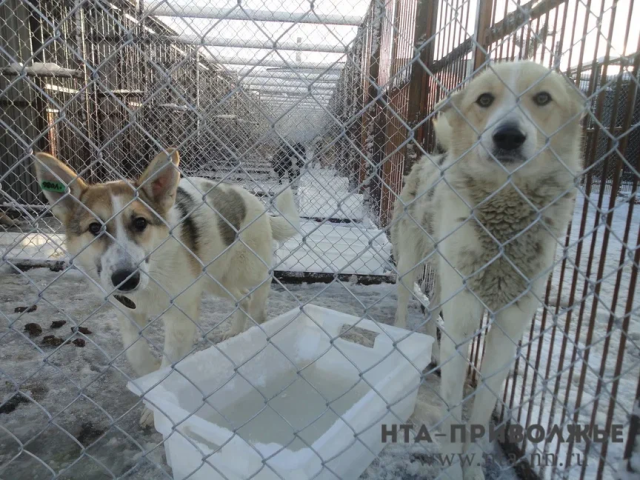 Поправки к закону об обращении с животными принимаются в Кировской области