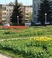 В Советском районе Н.Новгорода в 2011 году произведена посадка цветников на сумму 3,5 млн. рублей - Казаков