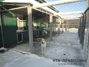 Ремонт и строительство трёх государственных приютов для животных планируется в Нижегородской области