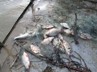 Браконьеры напали на начальника рыбоохранного поста Лысковского района Нижегородской области
