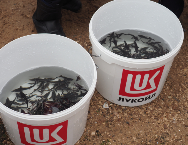  ЛУКОЙЛ поддержал акцию по выпуску мальков стерляди