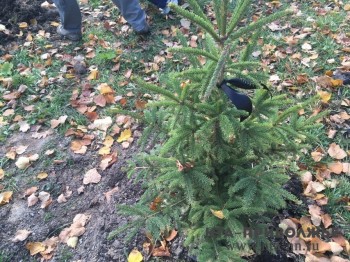 Кедр в память Никиты Цицаги высадили на Аллее доблести и славы журналистов Кедр в память Никиты Цицаги высадили на Аллее доблести и славы журналистов