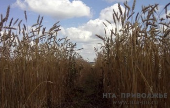 Посевную яровых и зернобобовых на 87% завершили в Чувашии Посевную яровых и зернобобовых на 87% завершили в Чувашии