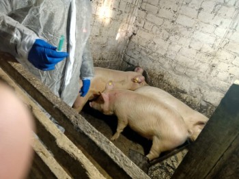 Более 230 свиней уничтожено в Самарской области из-за вспышки АЧС