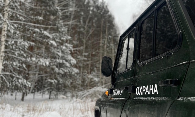 С начала года в Нижегородской области выявили пять фактов незаконной вырубки леса С начала года в Нижегородской области выявили пять фактов незаконной вырубки леса