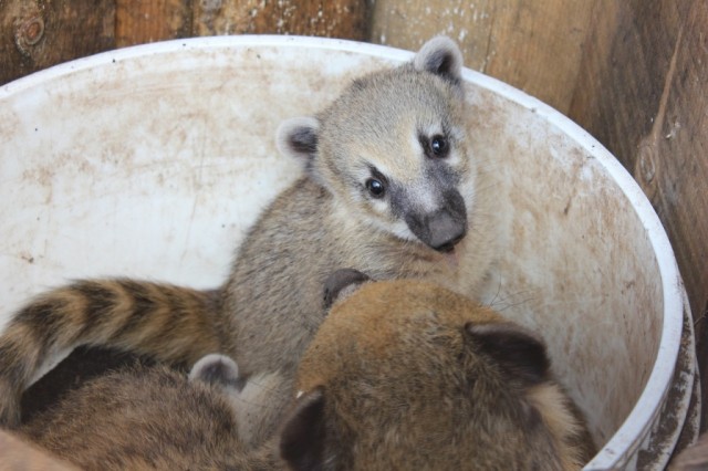 Фото с сайта зоопарка Удмуртии Фото с сайта зоопарка Удмуртии