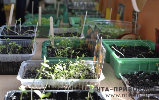 Еще 35 млн рублей поддержки выделили овощеводческим хозяйствам Чувашии