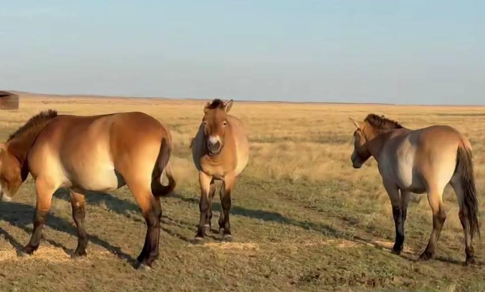 Популяция лошадей Пржевальского в Оренбургском заповеднике выросла до 120