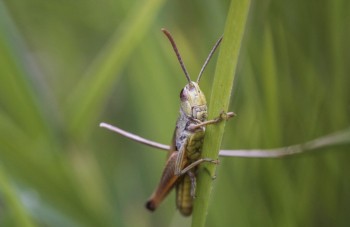 Нашествие саранчи вновь ожидают летом в Саратовской области