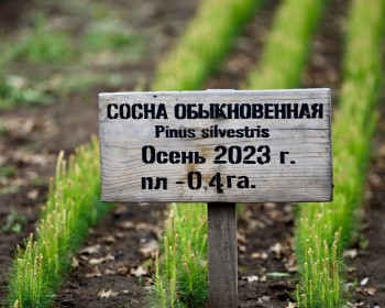 Почти 100 кг семян сосны высеяли в Фёдоровском лесном питомнике Тольятти Почти 100 кг семян сосны высеяли в Фёдоровском лесном питомнике Тольятти