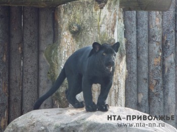 Нижегородское "Лимпопо" подбирает пару для ягуара, жирафа и пингвиних Нижегородское "Лимпопо" подбирает пару для ягуара, жирафа и пингвиних