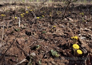 Народные приметы: 10 апреля