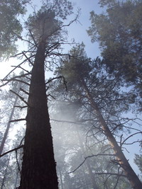 В Нижегородской области 10 - 13 июля сохранится высокая пожароопасность лесов и торфяников 