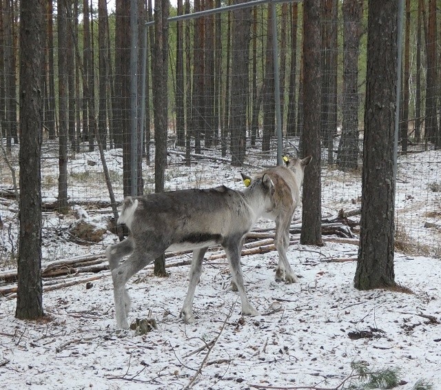 Два лесных северных оленя готовятся выпустить в природу в Керженском заповеднике (ВИДЕО)