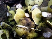 В Нижегородской области в 2010 году зарегистрировано 37 случаев отравлений грибами