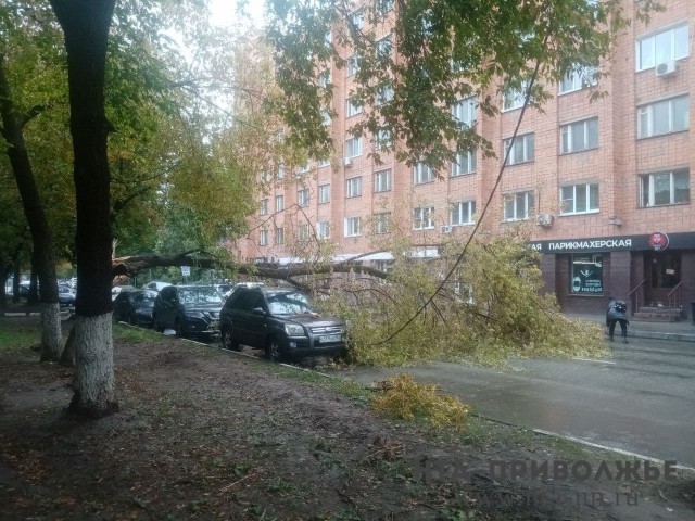 Упавшее дерево повредило провода и автомобиль на ул. Горького в Нижнем Новгороде