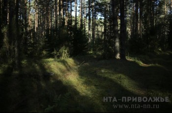 Четыре человека потерялись в лесах Башкирии за сутки Четыре человека потерялись в лесах Башкирии за сутки