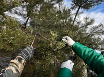 В Нижегородской области началась заготовка шишек