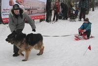 В Н.Новгороде 7 февраля пройдет VIII открытый Чемпионат и Первенство УВО при нижегородском ГУВД по зимним видам кинологического спорта